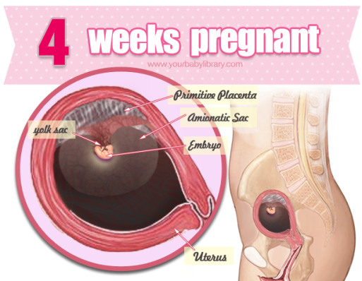 Mang thai tuần thứ 4 mẹ ăn gì để con khỏe mạnh, tránh dị tật thai nhi