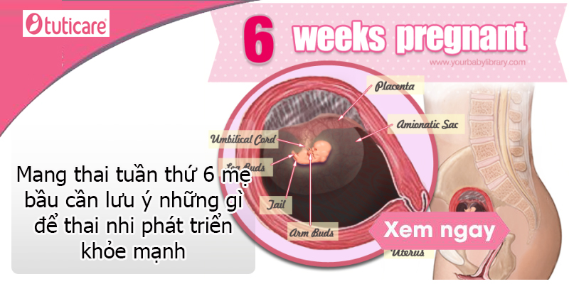 Mang thai tuần thứ 6 mẹ bầu cần lưu ý những gì để thai nhi phát triển khỏe mạnh