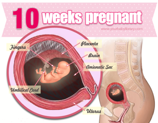 Mang thai tuần thứ 10 thai nhi phát triển như thế nào? Cơ thể mẹ thay đổi ra sao?